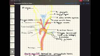 Zentrales amp peripheres Nervensystem  vegetatives Nervensystem N Vagus N phrenicus anatomy [upl. by Annahsar]