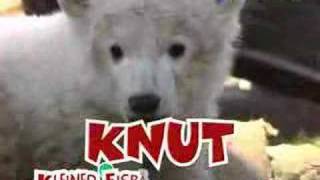 Knut Song [upl. by Neirual]