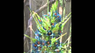 Dance of the Puya [upl. by Narmak392]