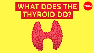 How does the thyroid manage your metabolism  Emma Bryce [upl. by Elke704]