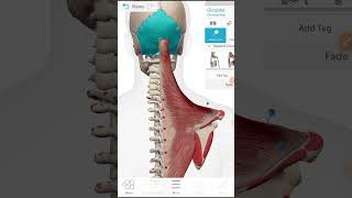 deltoid muscle insertion And origine [upl. by Barrington]