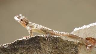 Wildlife Lizard Ground Agama Agama Aculeata [upl. by Geldens]