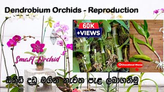 How to do Dendrobium Orchid Reproduction  ඕකීඩ් දඩු මගින් නැවත ඕකීඩ් පැළ ලබාගනිමු [upl. by Eisso]