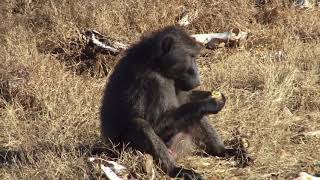 Baboon amp Monkey combo hunt with De Beer Safaris [upl. by Coral292]