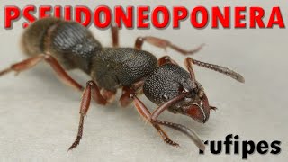 Egy hangyafaj két SZUPERKÉPESSÉGGEL ✨  Pseudoneoponera rufipes [upl. by Remmos]