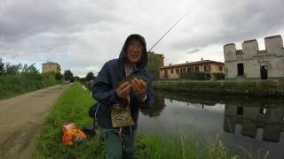 pesca a bolognese su naviglio pavese giugno 2016 [upl. by Raman]