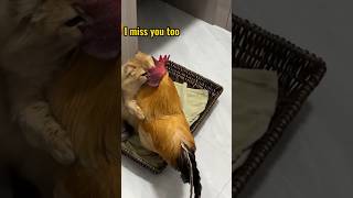 🤣So funny cute the rooster and the catClick to watch the full version [upl. by Eillehs786]