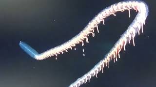 siphonophore [upl. by Ridglea]