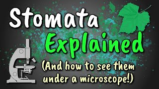 Stomata Explained  How to View Stomata Stomatal Peel [upl. by Belding855]