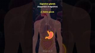 🧐 Digestive Glands  trendingshorts science learning upsc governmentjobs [upl. by Essirahs854]