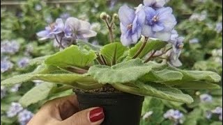 Mastering African Violet Propagation Made Easy [upl. by Peadar]