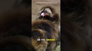 Gelada Baboon  The Scariest Herbivore On Earth [upl. by Okihcim]