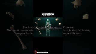 BOnes in Human Body  Classification of bones last part 5 [upl. by Howlan194]