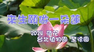 來生願做一朵蓮 魏新雨好聽的歌 2024荷花 台北植物園至德園 [upl. by Zeena265]