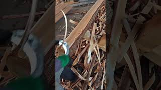 Hand peeling bark diy shorts carpentry [upl. by Eatnahc]