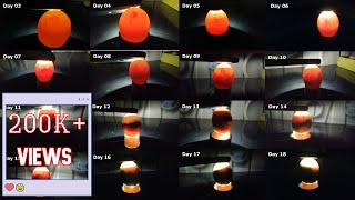 Egg candling from day 3 to 18 Chicken Eggs [upl. by Eimmit]