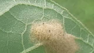 parasitoid kelompok telur spodoptera litura pada bunga matahari [upl. by Zetniuq]