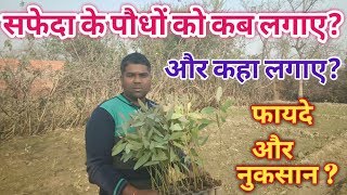 Eucalyptus tree farming in india hindi BY C2C FARMING safede ki kheti [upl. by Philemol425]