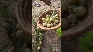 Harvesting gooseberries shorts youtubeshorts nature [upl. by Leanor]