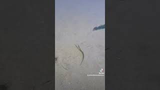 Video of a green pipefish i think Related to sea horses From my now deleted TT [upl. by Mavilia]