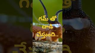 గమ్ తో దాడి చేస్తుందిOnychophora shorts shortsfeed youtubeshorts trending animals insects [upl. by Ravel]