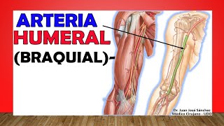 🥇 Anatomía de la ARTERIA HUMERAL BRAQUIAL Ramas Relaciones [upl. by Dasha]