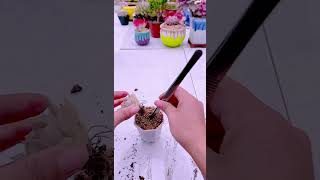 Repotting succulent shorts gardening plants [upl. by Enilegna676]