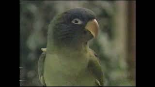 quotPauliequot VHS release commercial 1998 [upl. by Reffotsirhc]