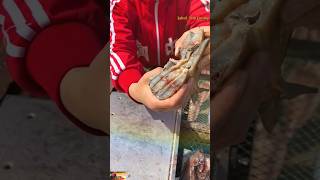 ⚡ Fastest Salted Mackerel Fish Cutter  Cutting Fish Satisfying dry fish fillet short viral [upl. by Glarum899]