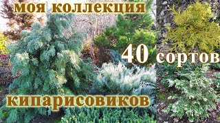 Кипарисовики 40 сортов в одном видео Мой опыт выращивания [upl. by Otnicaj]