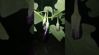 Aubergine Nightshade Family eggplant aubergines nightshade plants night [upl. by Cato487]