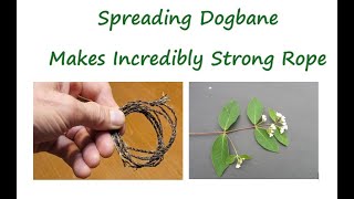 Spreading Dogbane  Makes Incredibly Strong Rope [upl. by Brand]