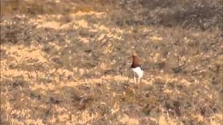 Ptarmigan Sounds in the Arctic [upl. by Copp833]