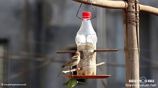 DIYBird Feeder How to make bird feeder from plastic bottle [upl. by Hieronymus95]