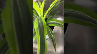 Giving Dracena Extra Care wateringplants houseplants dracena [upl. by Yeldoow503]