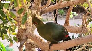 turaco Tauraco erythrolophus документальныйфильм keşfet belgesel 다큐멘터리 viral scary nature [upl. by Felicia]