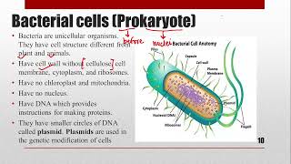 CELLS  IGCSE Biology igcse biology cells prasannalc [upl. by Rexanne705]