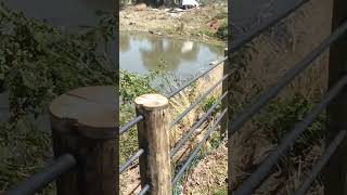 Guard rails using pressure treated poles fencing treated poles nature fenceline [upl. by Akitnahs]