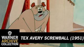 Daredevil Droopy  Tex Avery Screwball  Warner Archive [upl. by Kessler]