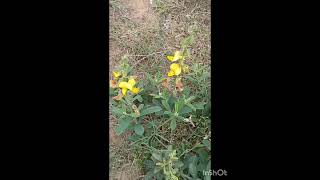 Nautural🌼 Crotalaria Natalitia FamilyFabaceae Common NamesPioneer rattlepod [upl. by Oilisab70]