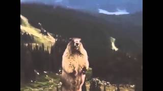 Screaming BeaverMarmot LOL [upl. by Yespmed]