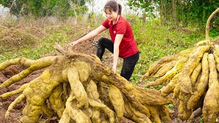 Harvest Giant Kudzu amp Cook bone soup with kudzu root Go to the market sell  Harvest and sell [upl. by Aicenaj]