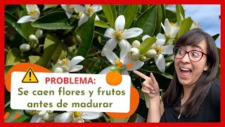 🍊😢¿Por qué se le caen las flores a mi árbol de mandarina🥀 [upl. by Vtarj]