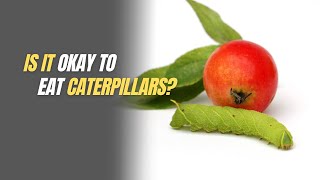 is it okay to eat caterpillars [upl. by Dajma]