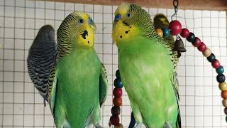 Help Lonely Budgies to Chirp Nature Parakeets Bird Sound 12 Hr budgie sounds play for your sad bird [upl. by Barbette]