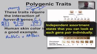 Chapter 11 Part 12  Polygenic Traits [upl. by Otnicaj156]