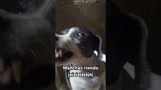 Manchas compartiendo amor badbunny music musica rap dog perros perrunos [upl. by Atig331]