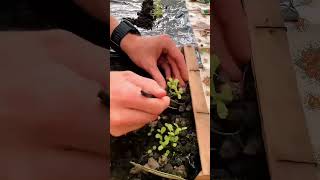 Toujours et encore des salades tuto salade permaculture potagerbio potager [upl. by Woody347]