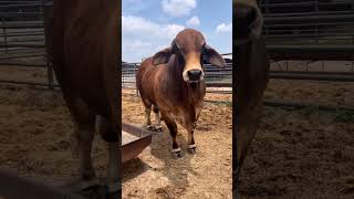 Brahman bull 🌻🐄☘️Life on a cattle ranch [upl. by Farwell577]