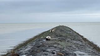 High Tide Wadden Sea  20230101 [upl. by Ainig]